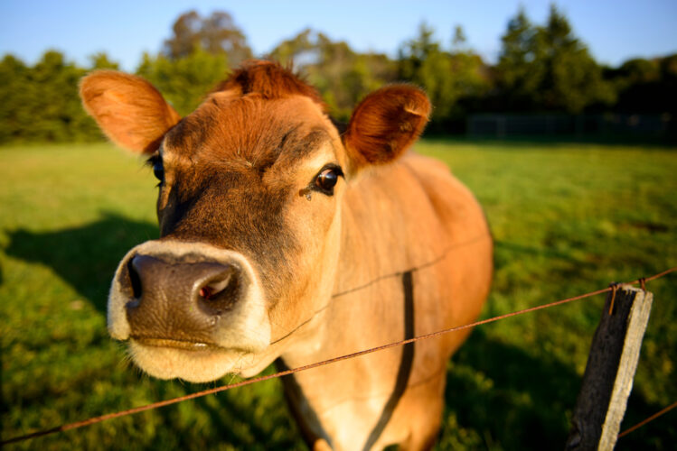 11 Reasons To Get A Family Milk Cow